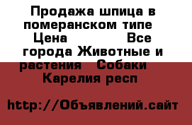 Продажа шпица в померанском типе › Цена ­ 20 000 - Все города Животные и растения » Собаки   . Карелия респ.